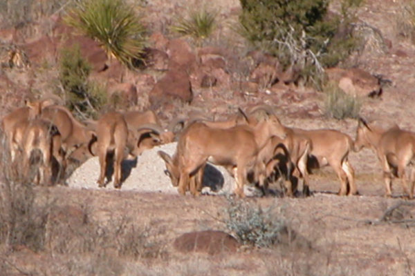 CF-Ranch-West-Texas-Aoudad-Barbary-Sheep-Hunting-Alpine-002