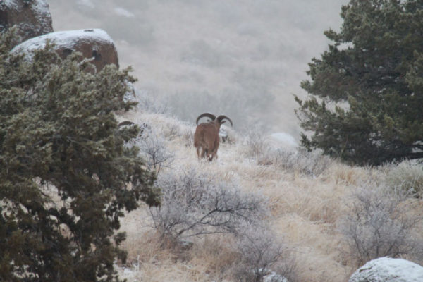 CF-Ranch-West-Texas-Aoudad-Barbary-Sheep-Hunting-Alpine-12-24-11-022