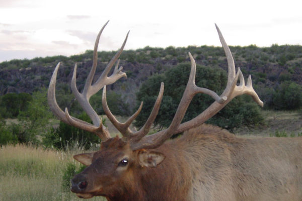 West Texas CF Ranch Elk Hunting in Alpine