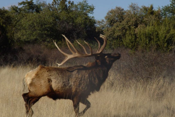 CF-Ranch-West-Texas-Elk-Hunting-Alpine-Big-Boy-Heart-Attack