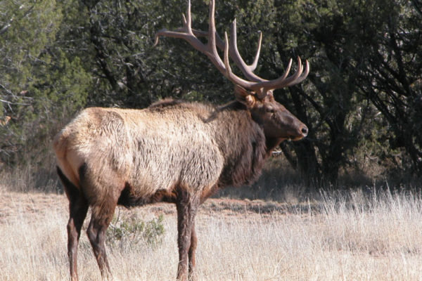CF-Ranch-West-Texas-Elk-Hunting-Alpine-Polo-Pictures-125