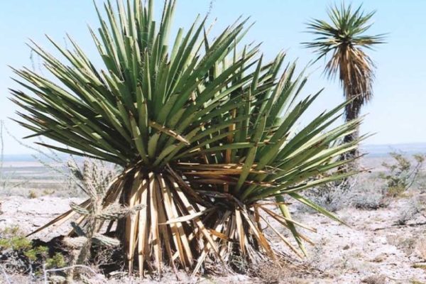 Desert-Plants-pictures-at-CF-Ranch-Alpine-West-Texas-Yucca