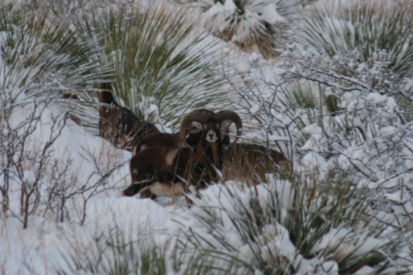 Mouflon-photography-at-CF-Ranch-in-West-Texas-Alpine-049