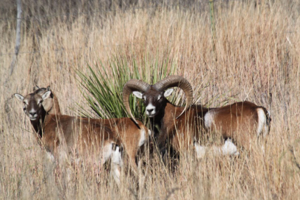 Mouflon-photography-at-CF-Ranch-in-West-Texas-Alpine-Nov-2010-025