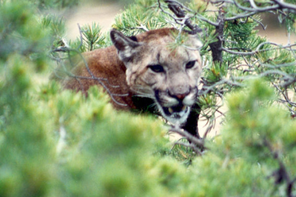 Mountain-Lion-Hunting-at-CF-Ranch-Alpine-West-Texas