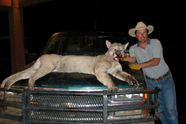 Mountain-Lion-Hunting-at-CF-Ranch-Alpine-West-Texas-Big-Cat-0607-084