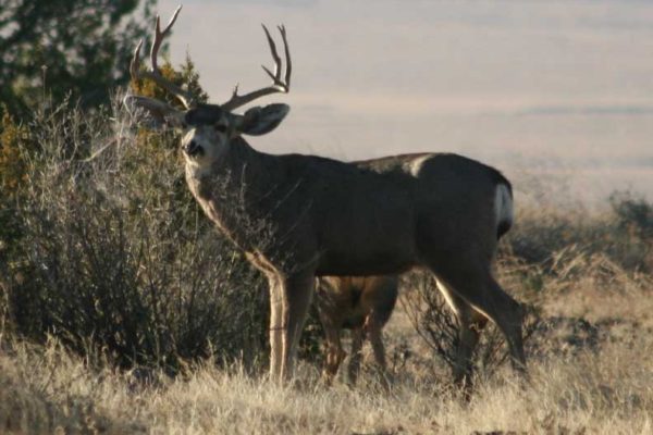 Mule-Deer-safari-photography-Pictures-at-CF-Ranch-Alpine-West-Texas-2006-153