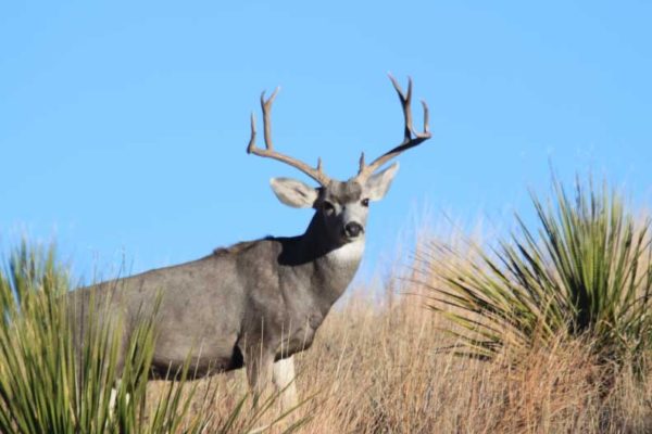 Mule-Deer-safari-photography-Pictures-at-CF-Ranch-Alpine-West-Texas-Nov-2010-018