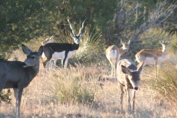 Pronghorn-Antelope-Hunting-Pictures-at-CF-Ranch-Alpine-West-Texas-150-1