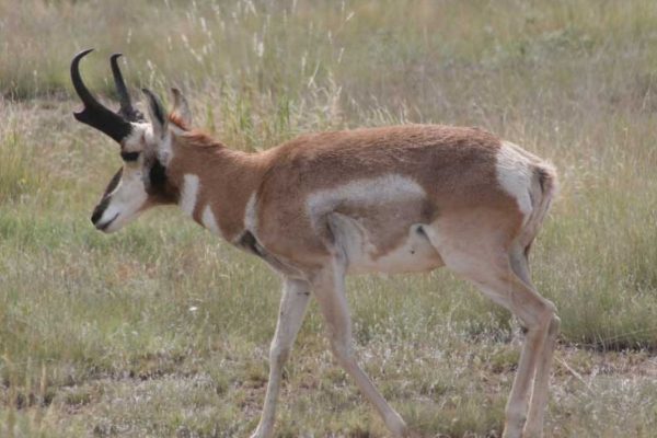 Pronghorn-Antelope-Hunting-Pictures-at-CF-Ranch-Alpine-West-Texas-4-20-07-011