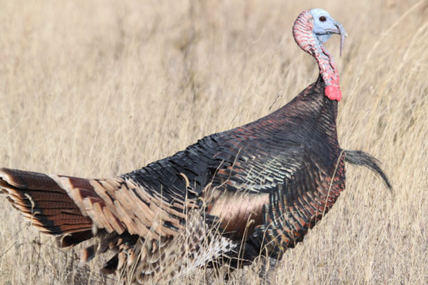Wild-Turkeys-at-CF-Ranch-Alpine-Texas-photography-11-25-10-032