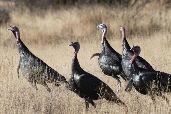 Wild-Turkeys-at-CF-Ranch-Alpine-Texas-photography-11-25-10-034