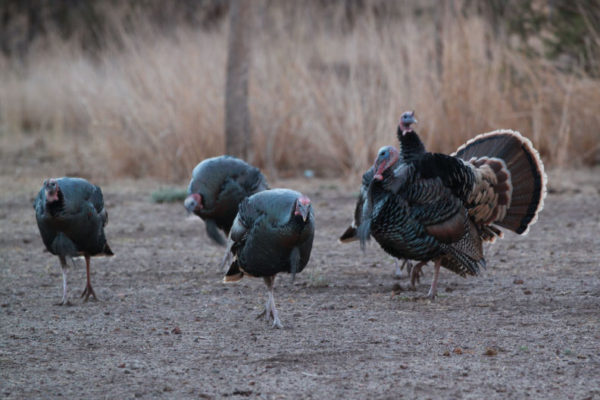 Wild-Turkeys-at-CF-Ranch-Alpine-Texas-photography-Christmas-Card-12-13-11-009