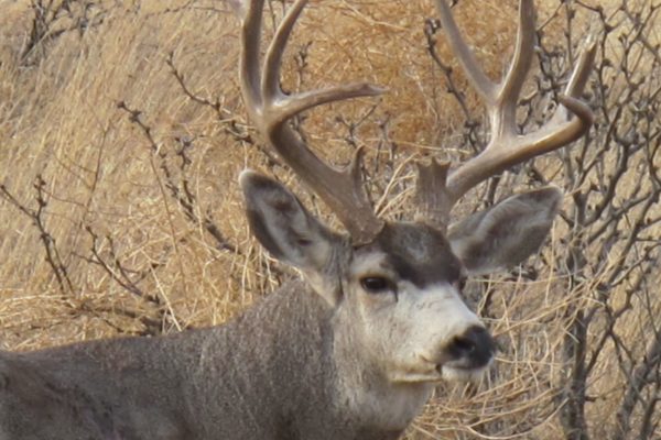 2014-Mule-Deer17