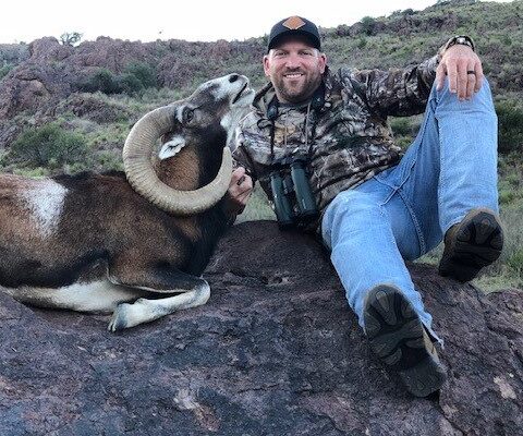2018-mouflon-sheep04