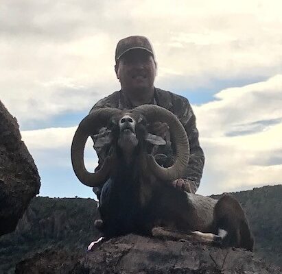 2018-mouflon-sheep06