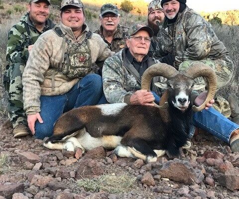 2018-mouflon-sheep10
